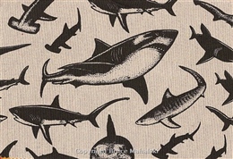 New Zealand Sharks Pictures